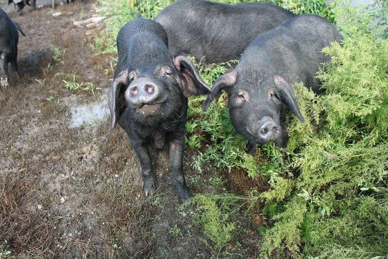 哪几个品种的猪杂交肉质最佳,国内猪品种最好是什么品种