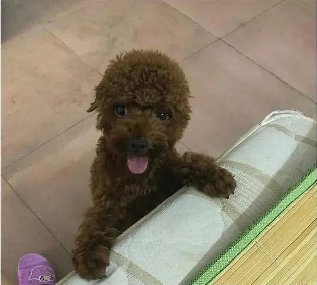 铲屎官外出一周,铲屎官出差回来