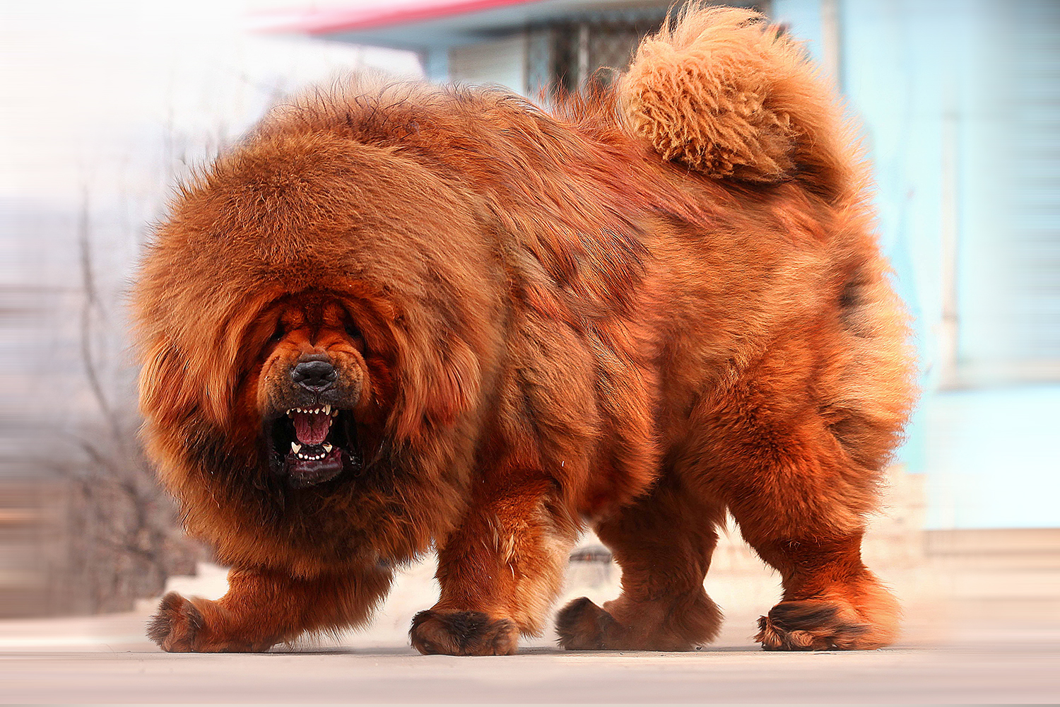 让你一眼分辨出真假“美猴王”——藏獒和松狮（第八期）