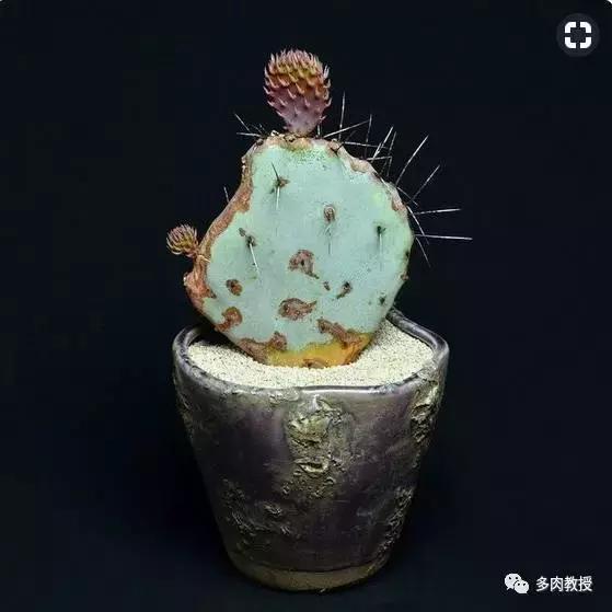 多肉老桩配古盆！美的惊艳了时光！