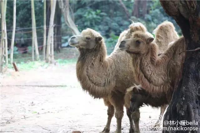 两大一小广州长隆亲子游攻略,最新广州长隆带娃游玩攻略2天