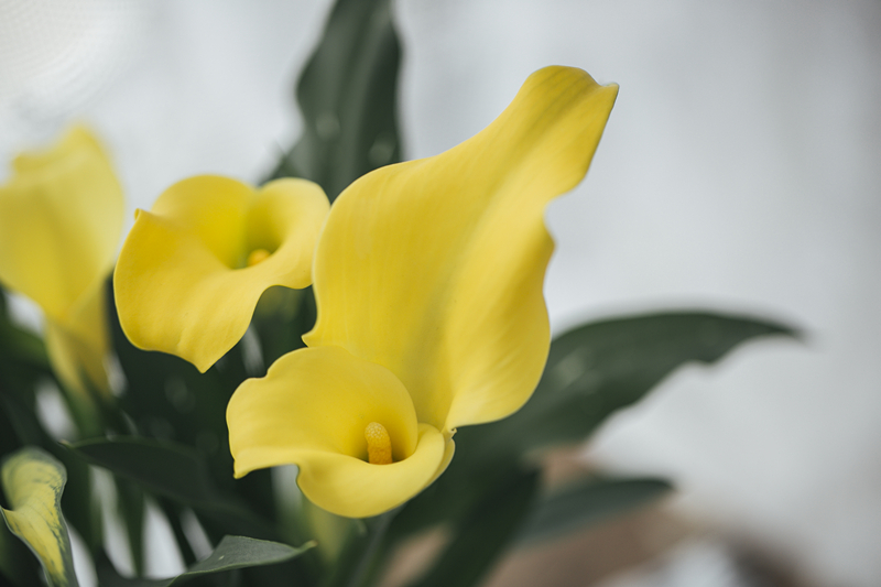 马蹄莲怎样盆栽与养护,盆栽马蹄莲的养护方法