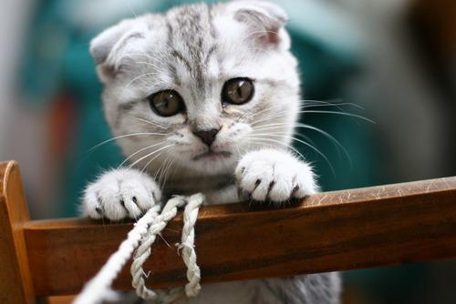 大中小！so？你家主子属于哪种？