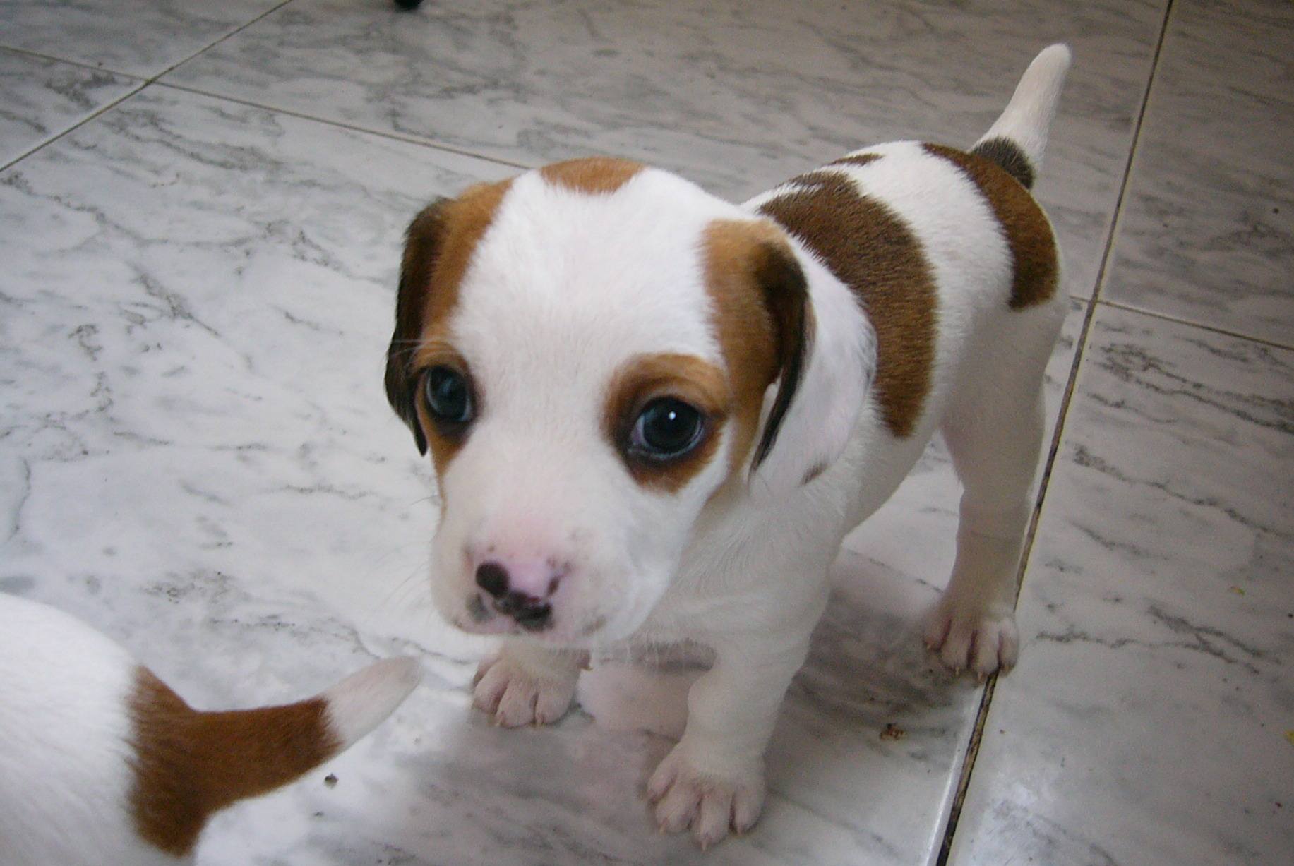 幼犬的养护基本知识,幼犬注意事项及护理方法