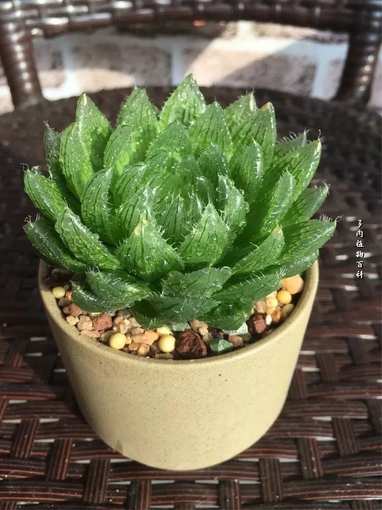 家有3姐妹,家有三姐妹好幸福