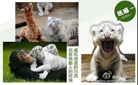 广州长隆亲子游最省钱攻略,广州长隆亲子游最全游玩攻略