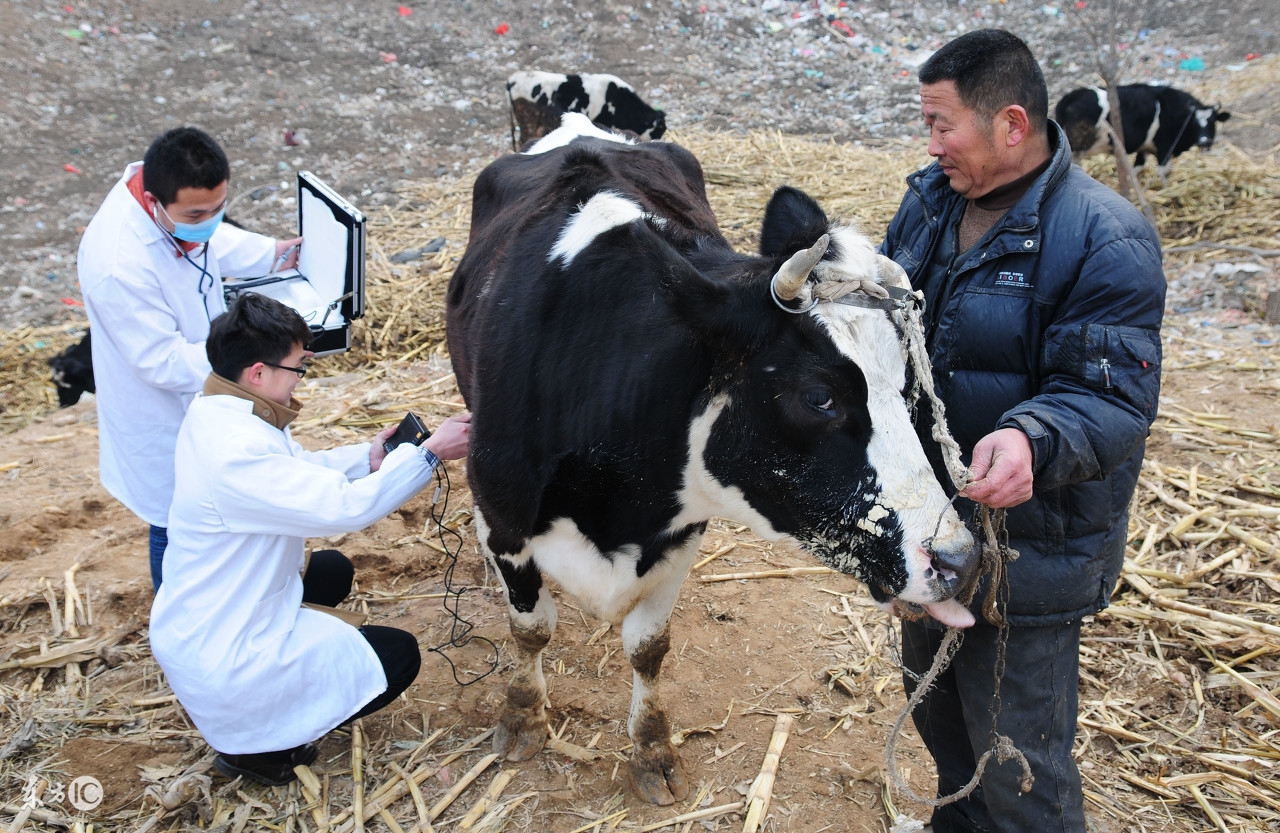 养牛的特殊方法,家里养牛怎么养