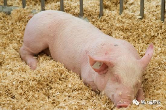 常见猪病的治疗与预防,常见猪病的症状和治疗