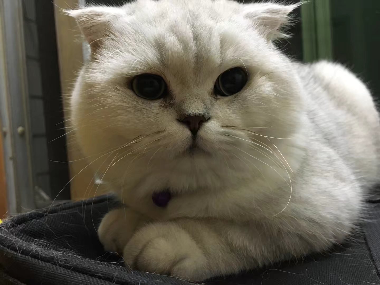 大中小！so？你家主子属于哪种？