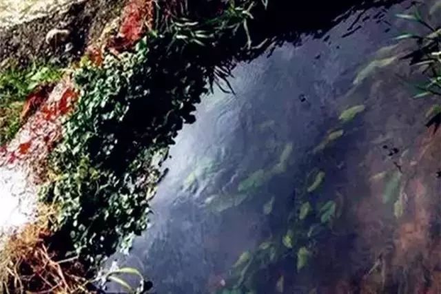 我美丽的家乡弥渡,我的家乡弥渡作文