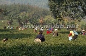 庐山云雾茶什么等级,正宗庐山云雾茶价格