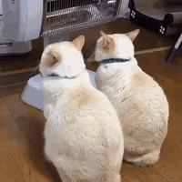 北方的猫过冬靠暖气,那南方的猫靠啥?