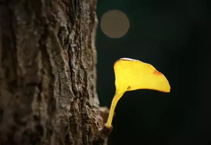 大叔评论照片,大叔自拍评价长相