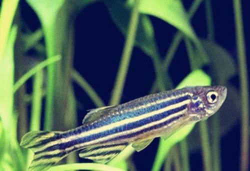 5种常见热带鱼养殖品种介绍图,热带鱼养殖指南教你养好热带鱼