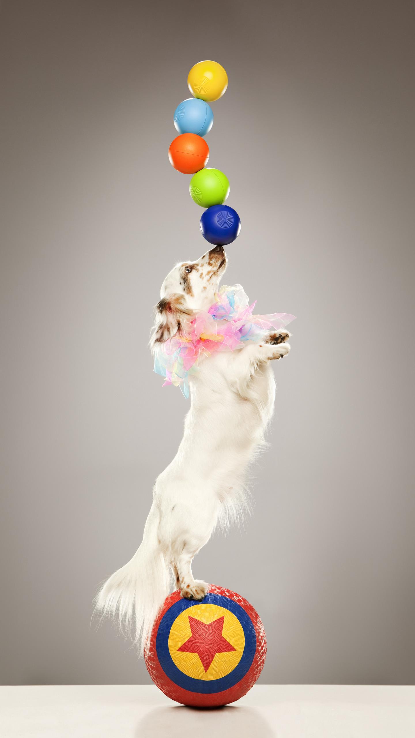 收养流浪狗的感悟,收养流浪狗注意什么费用多少