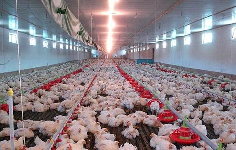 下半年的散养鸡价会不会涨,养殖肉食鸡今年价格行情