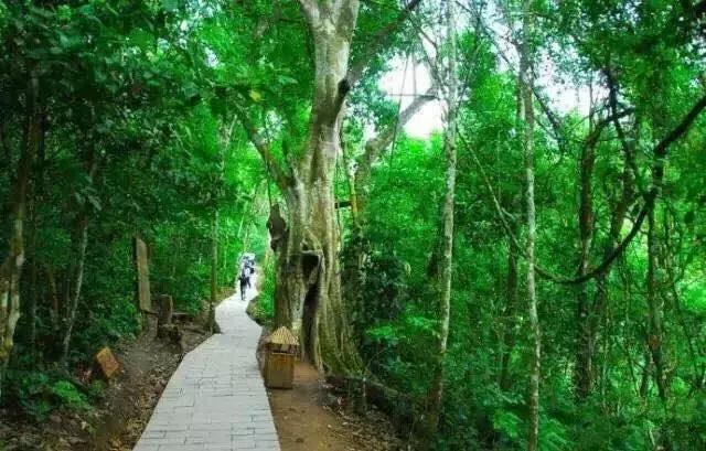 多彩的西双版纳,多彩云南版纳