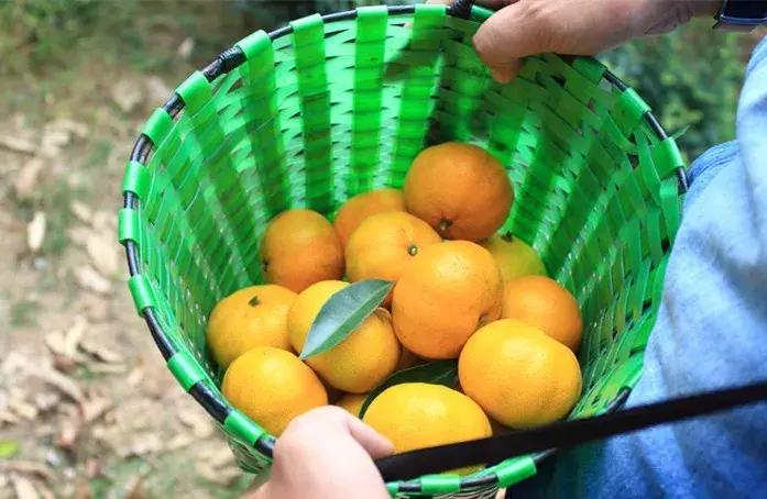 武汉市东西湖区柑橘采摘园,武汉采摘园橘子