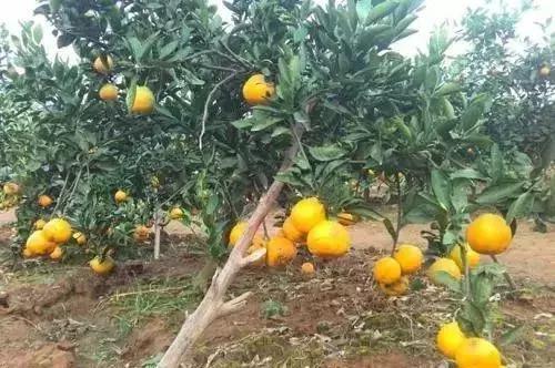 武汉周边果园采摘攻略,武汉5月份可以采摘的采摘园