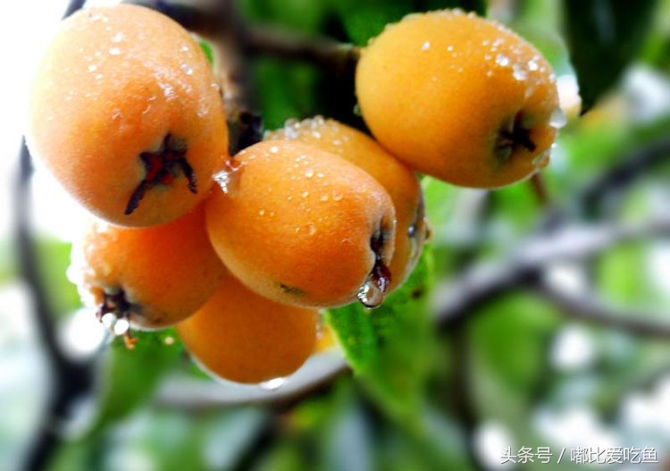 漳州市特产有哪些,漳州的特产有哪些介绍