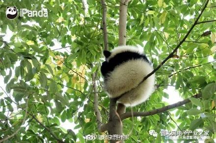 女人上辈子都是福尔摩斯吗,每一个女人都有当福尔摩斯的潜质