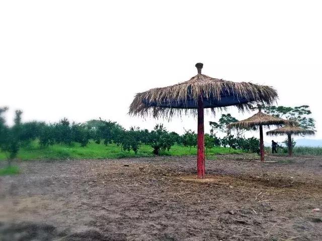 武汉周边果园采摘攻略,武汉5月份可以采摘的采摘园