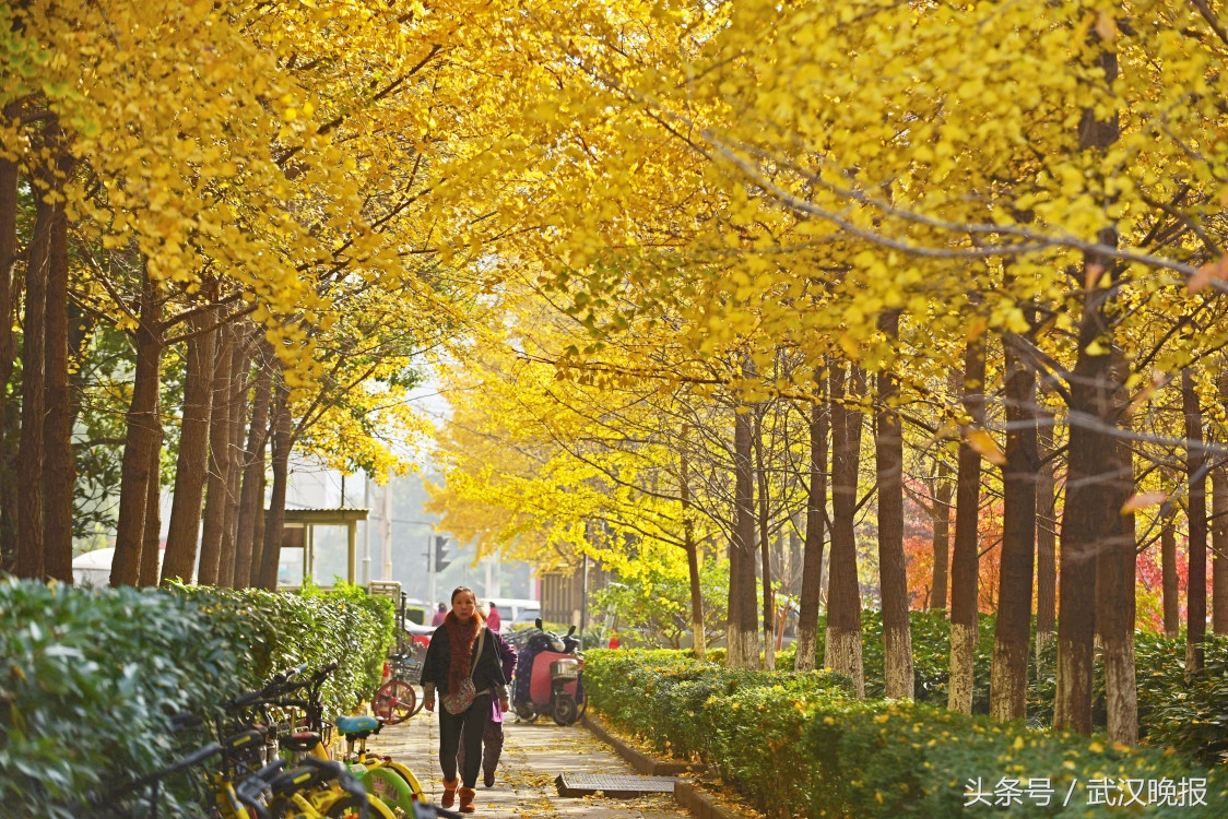 美呆！冬日里上帝打翻了调色盘画下这样的“七彩”大武汉