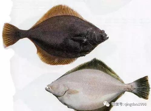 阿拉斯加海鲜排名,阿拉斯加推荐品种