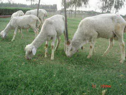 养羊的前期的准备工作,养羊技术大全羔羊的管理视频