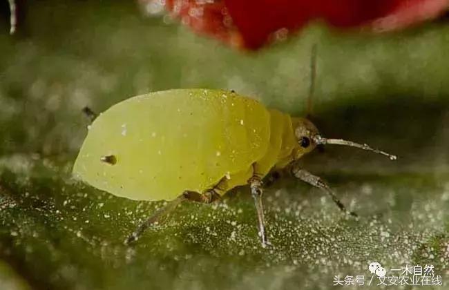 水生昆虫幼虫图谱,各种有害昆虫图谱