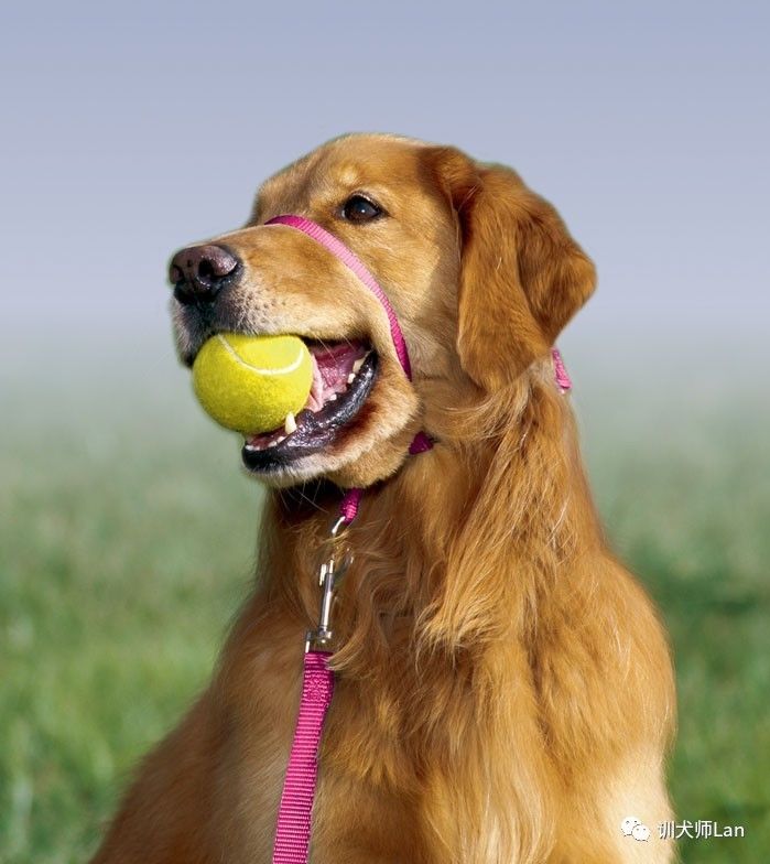 怎么快速教会幼犬拜拜,如何制止成年犬吠叫