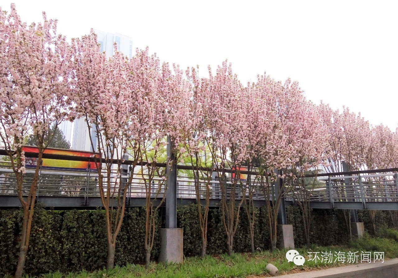 唐山大钊公园海棠,唐山新闻联播今日回放