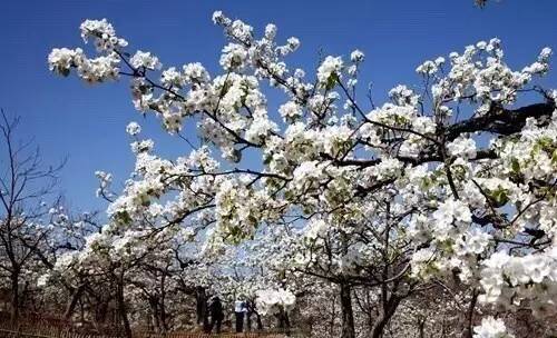 唐山大钊公园海棠,唐山新闻联播今日回放