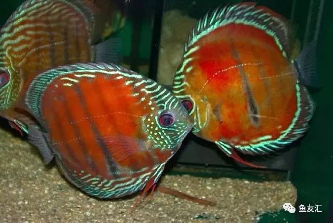 野菜分类,野彩和家彩的饲养区别