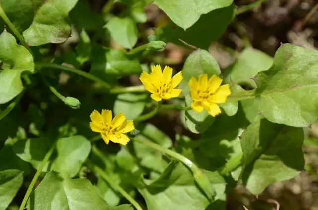 农村常见的100种植物,100种常见草本植物