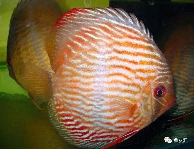 野彩和家彩的饲养区别,野彩到底好不好养