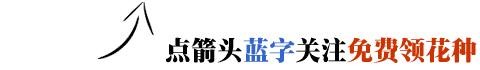 这五种盆栽真心值得养,不用经常换盆根系不发达的盆栽