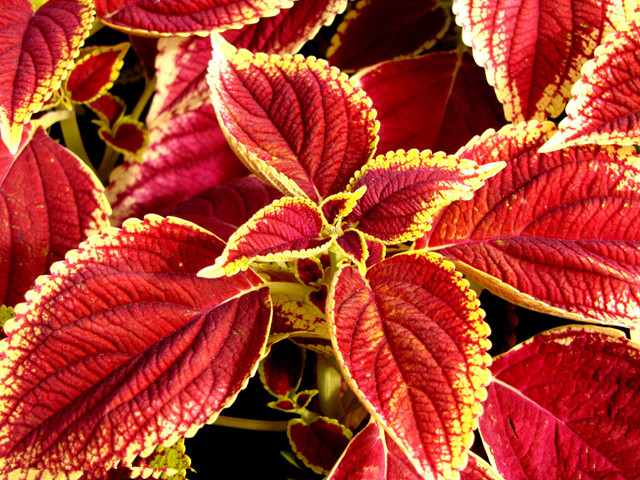 农村常见的100种植物,100种常见草本植物