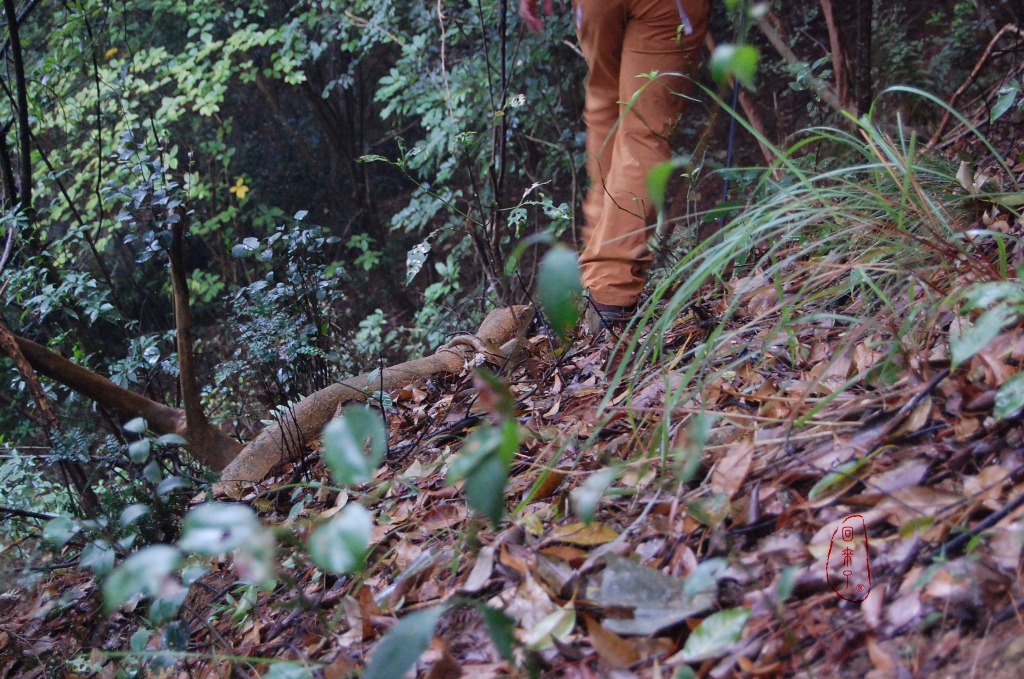 实测LOWA经典登山鞋RENEGADE,让我更从容面对自然