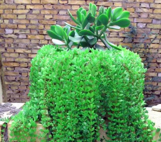 这五种盆栽真心值得养,不用经常换盆根系不发达的盆栽