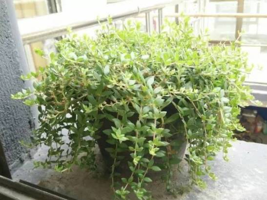 这五种盆栽真心值得养,不用经常换盆根系不发达的盆栽