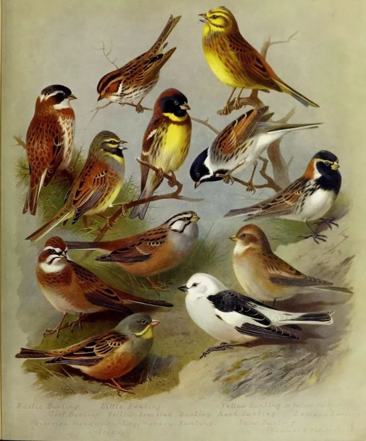 被吃灭绝的禾花雀,禾花雀有多危险