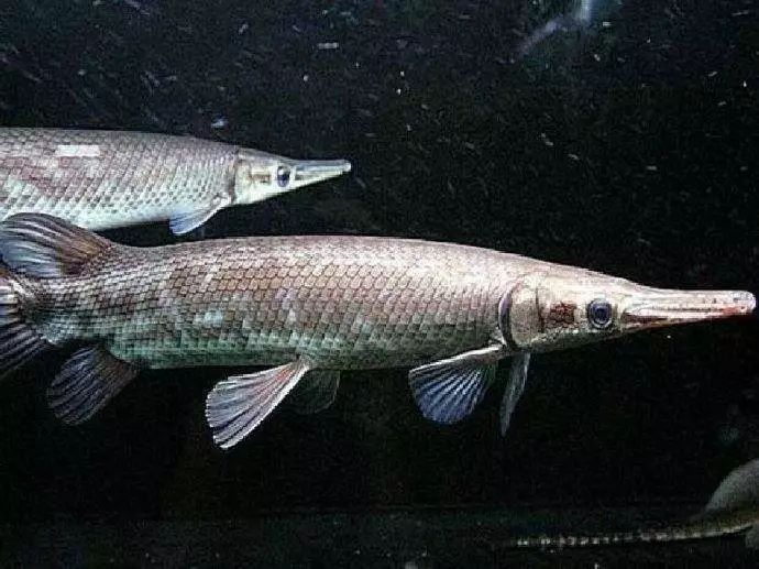 四种混养最佳搭配,混养后期注意事项