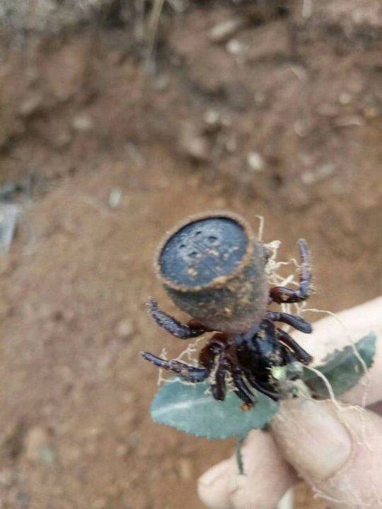 鍥涘窛鏉戞皯涓瘨,鍥涘窛鍐滄埛涓瘨