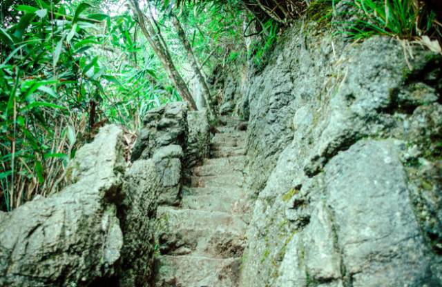 黔南原始森林风景,遇见森林风景