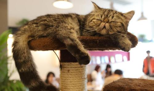 南京江宁附近哪里有书店,江宁龙湖天街西西弗书店