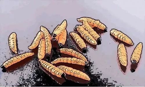 无锡最有名的三道菜是什么,无锡十大名菜菜谱