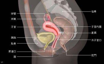 子宫前位和子宫后位谁更好顺产,子宫前位和子宫后位在腹部的区别