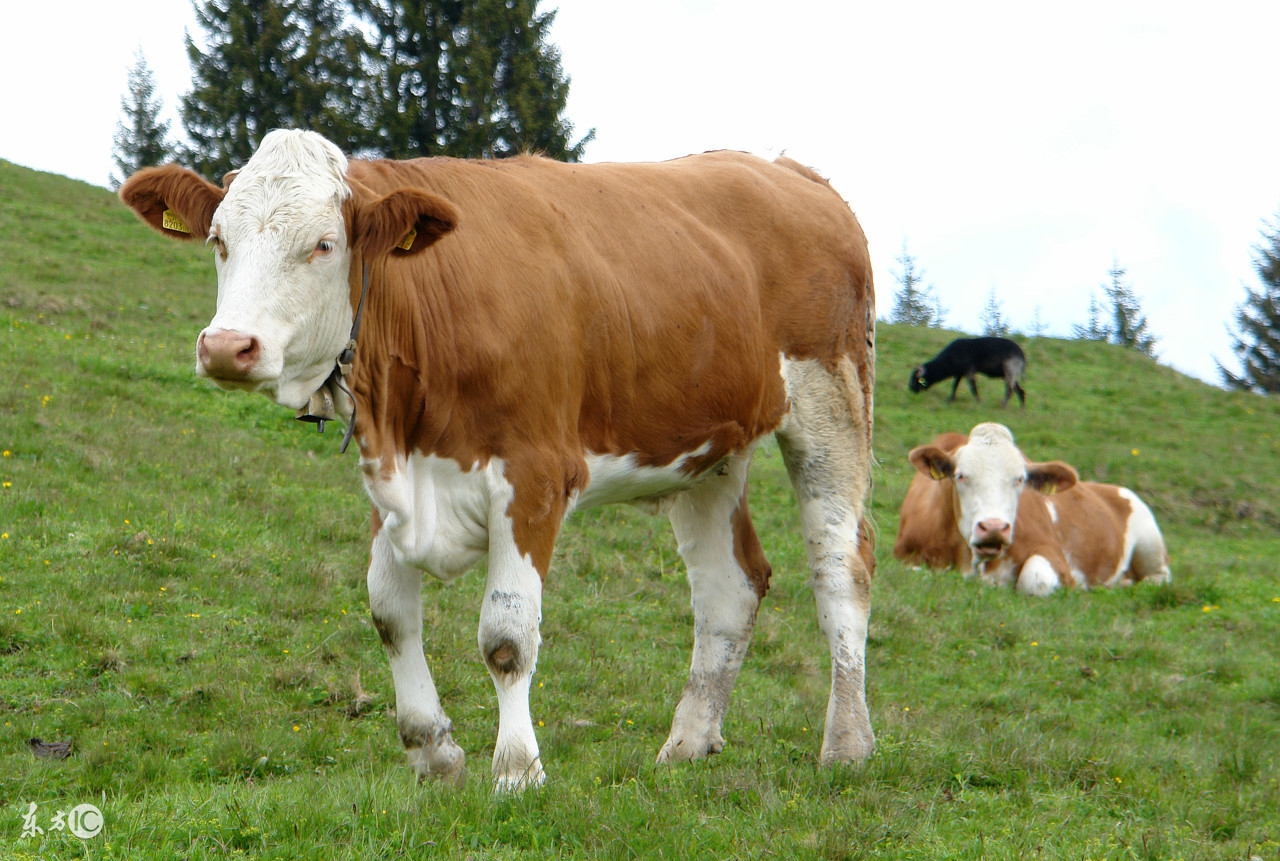 你很可能吃了一个“假”的辣木籽!