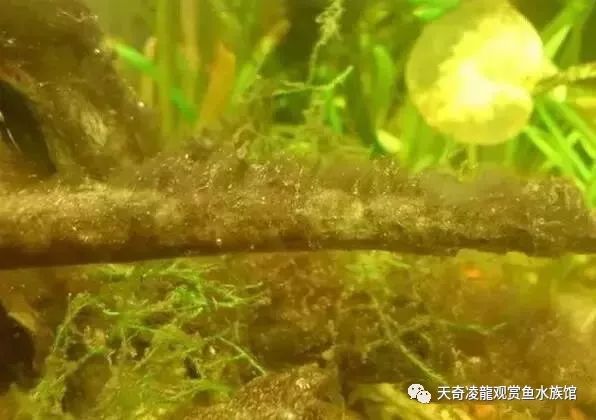 草缸防止藻类爆发,草缸十大危险鱼排名